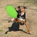 Frisbee
Watson