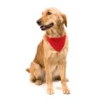 Collare Bandana
Roco - immagine 6